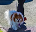 Small Dog at the annual Roanoke Valley SPCA 5K Tail Chaser